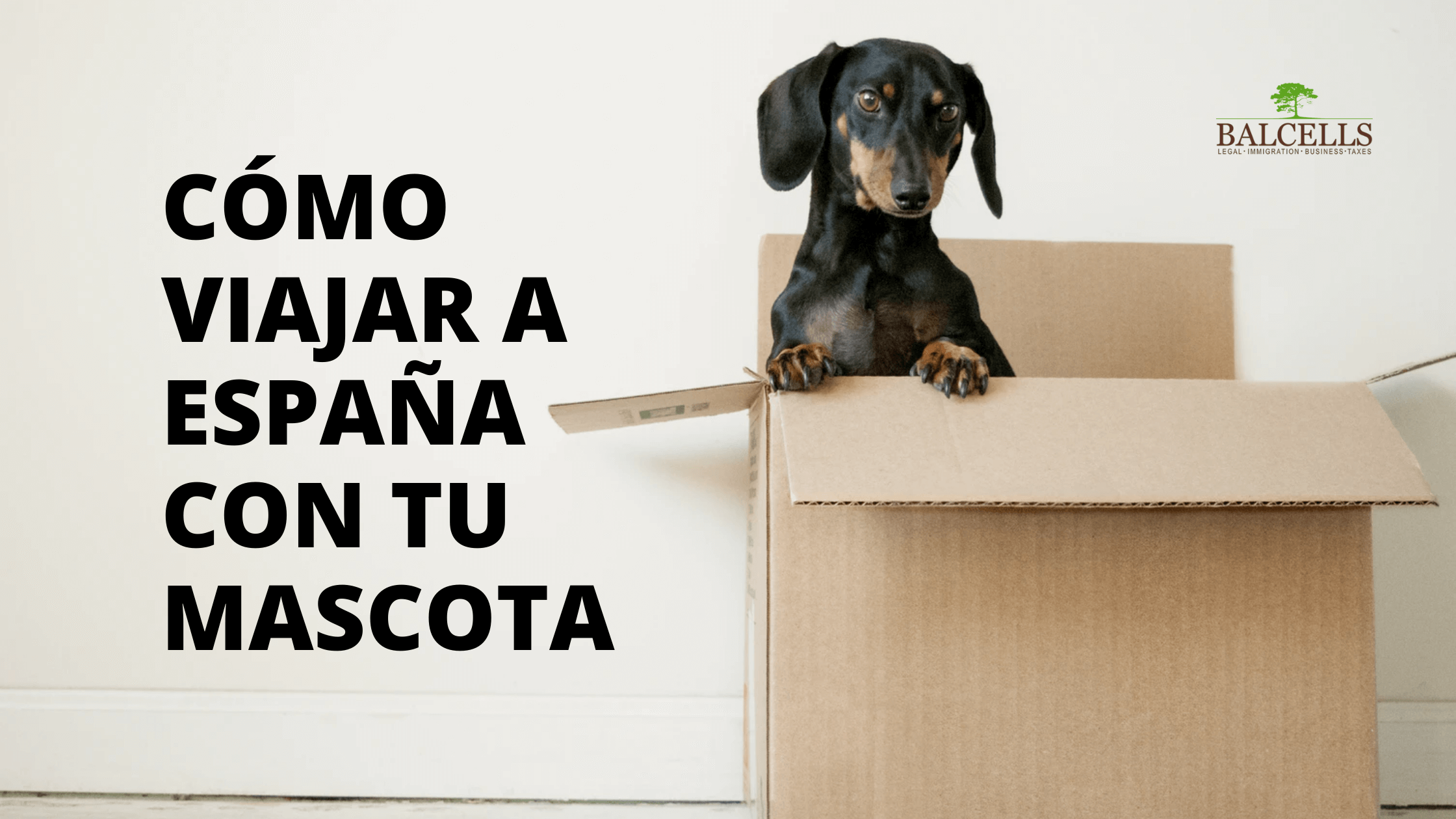 Viajar a España con Mascotas o Animales: Leyes y Requisitos de Entrada