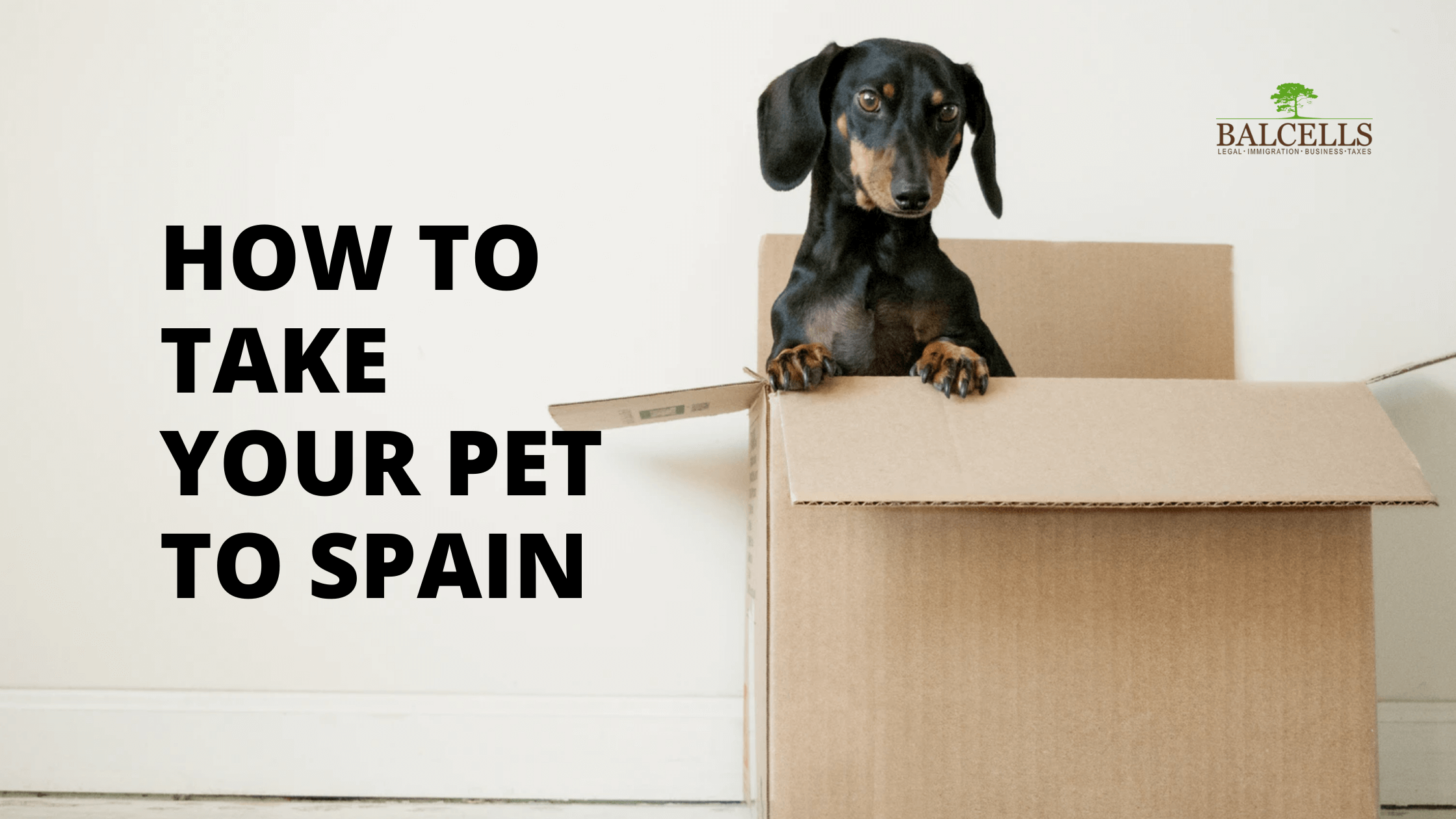 How to Take your Pet to Spain: Immigration Laws & Entry Requirements